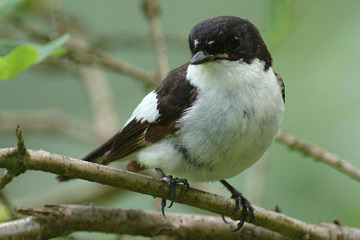De Bonte vliegenvanger